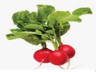 Red radish
